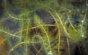 milfoil-in-water