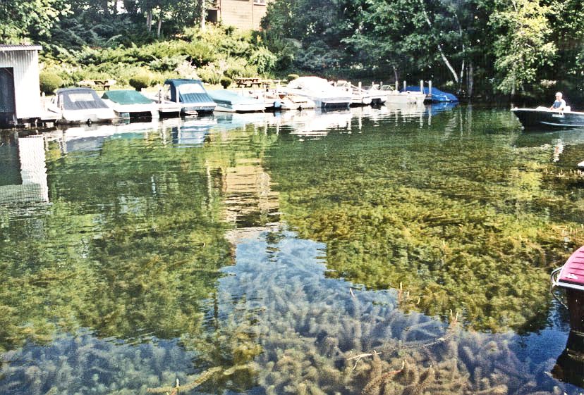 Milfoil-choked cove on Squam Lake