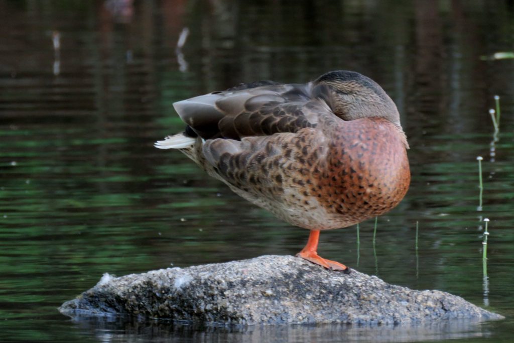 sleepingduck Pawtuckaway Lake Improvement Association