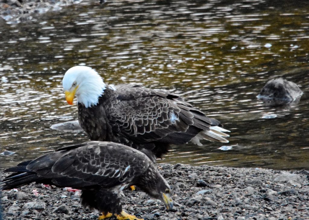 Eagle and chick feeding Pawtuckaway Lake Improvement Association