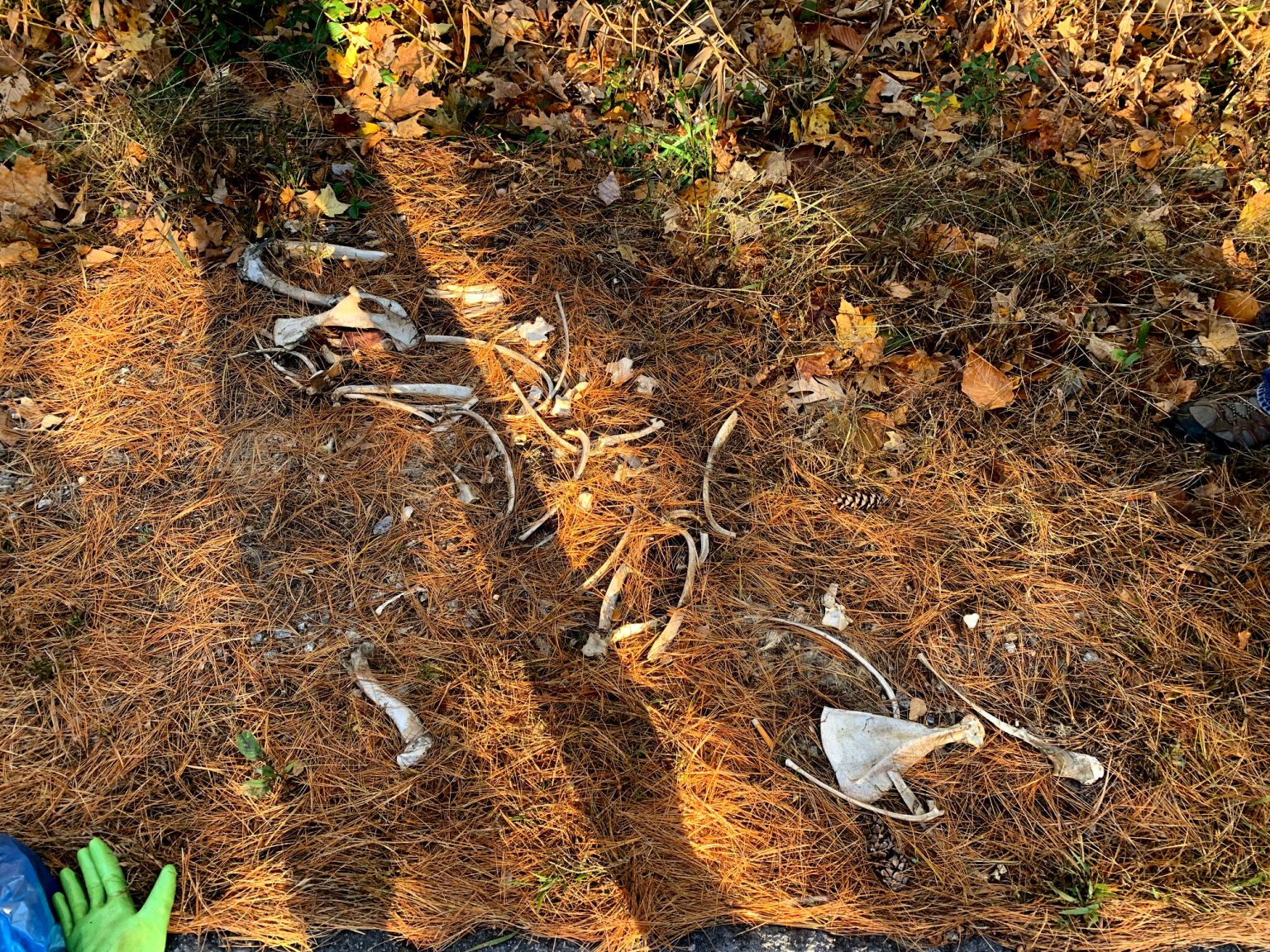 Road Crew Magic Makes Litter Vanish Pawtuckaway Lake Improvement