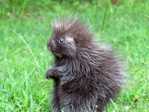 baby-porcupine