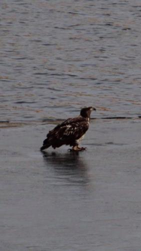 eagle chick on ice