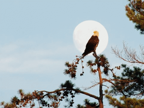 eagle full moon 2