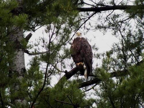 eagle-perched