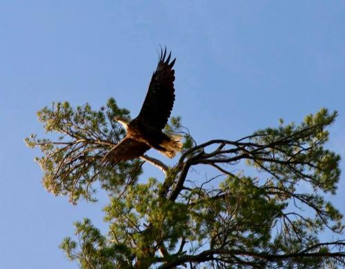 eagle taking flight