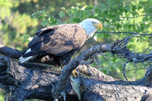 eagle-with-fish-in-tree
