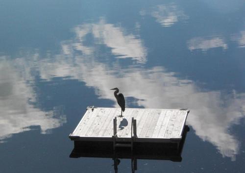 heron floating
