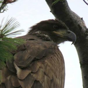 juvenile eagle