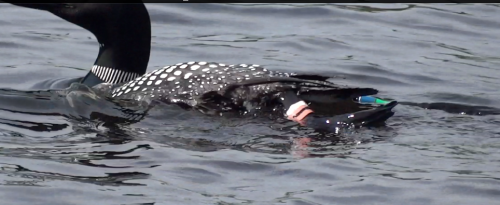 loon-south-female-2005