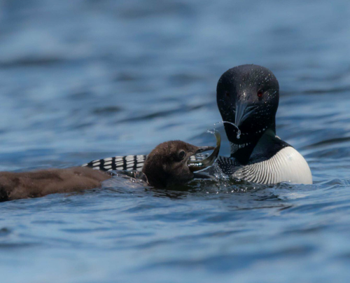 loon and chick with grass