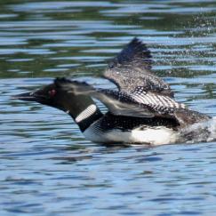 loon attacking
