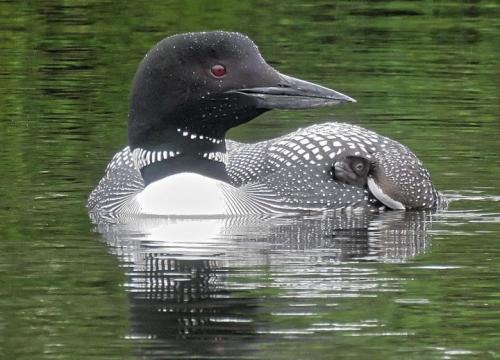 loon carryng chick