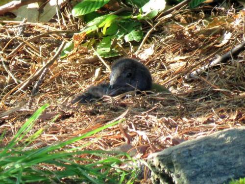 loon chick on nest