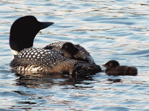 loon chicks on parent's back 2