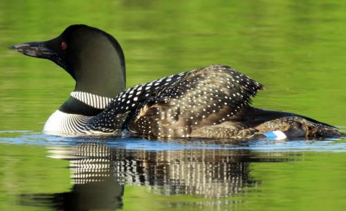 loon-female-north-end