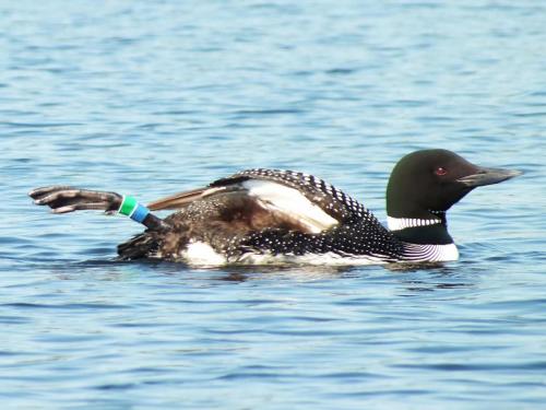loon-female-showing-bands