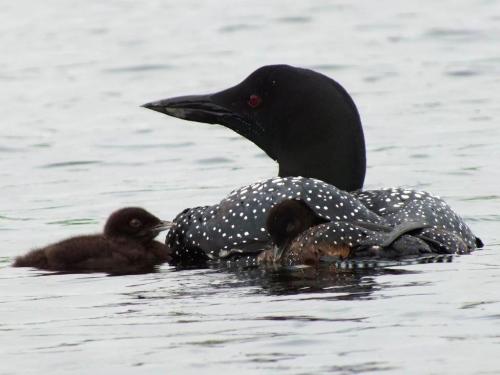 loon-with-chicks