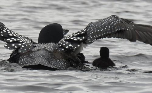loon with raised wings and chick