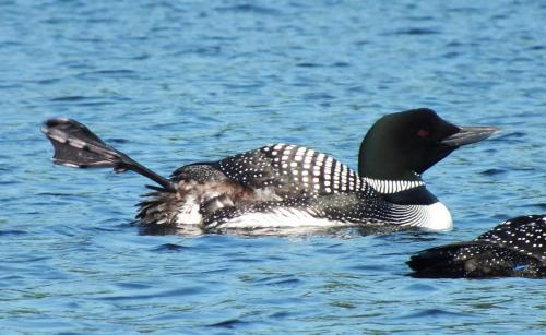 male-loon-without-bands