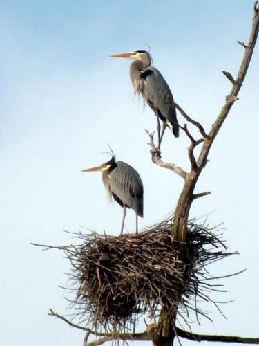 nesting-herons