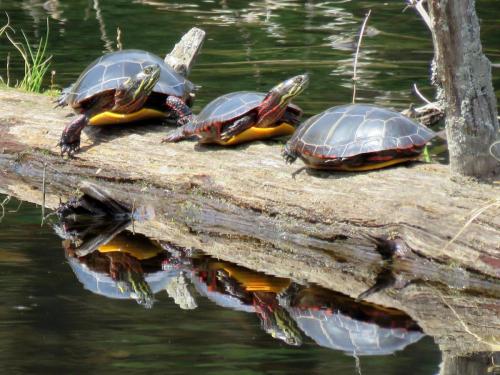 turtles 1