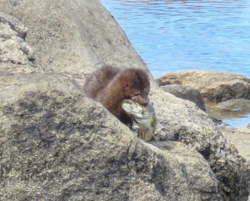 mink-with-fish